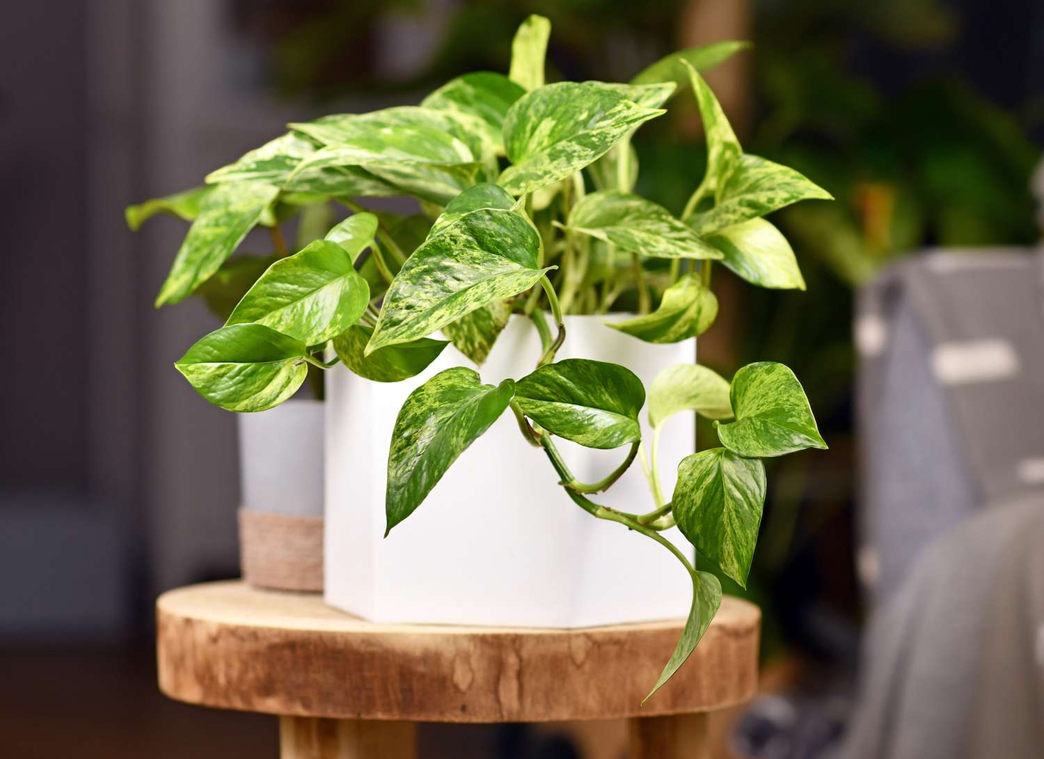 Golden Pothos
