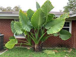 Alocasia Stingray