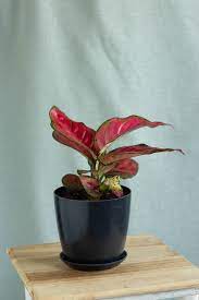 Red Aglaonema