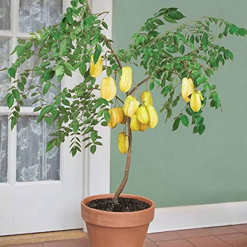 Starfruit