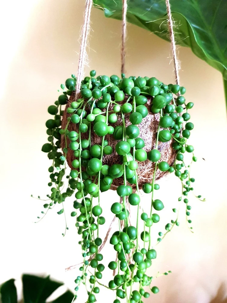 String of Pearls