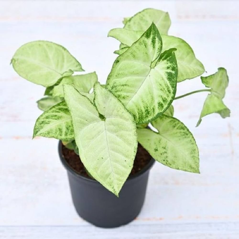 Syngonium White Butterfly
