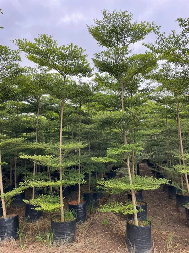 Terminalia Catappa