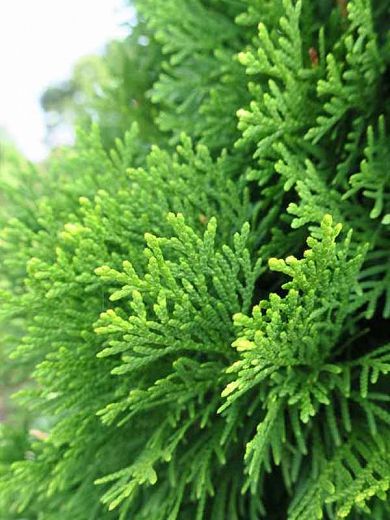 Thuja Plant