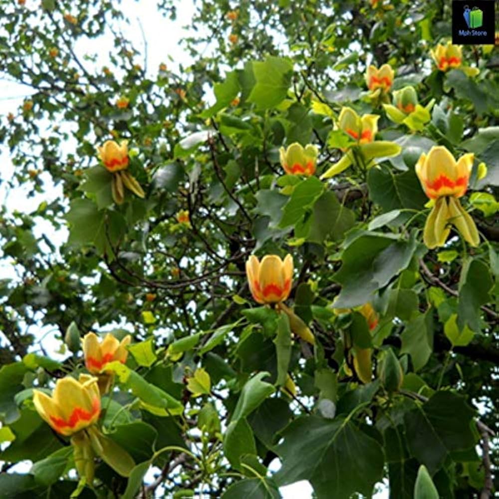 Tulip Tree