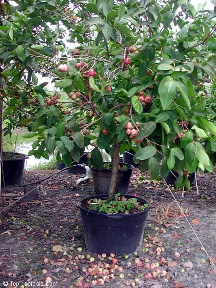 Water Apple