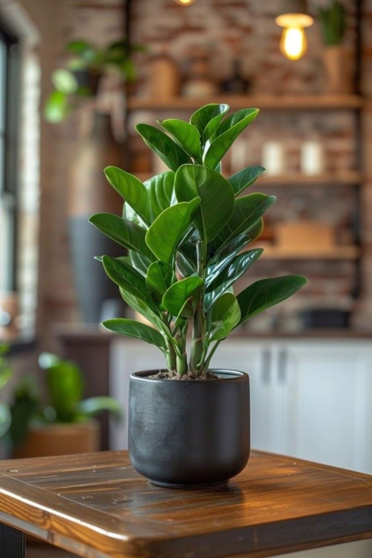 ZZ Plant